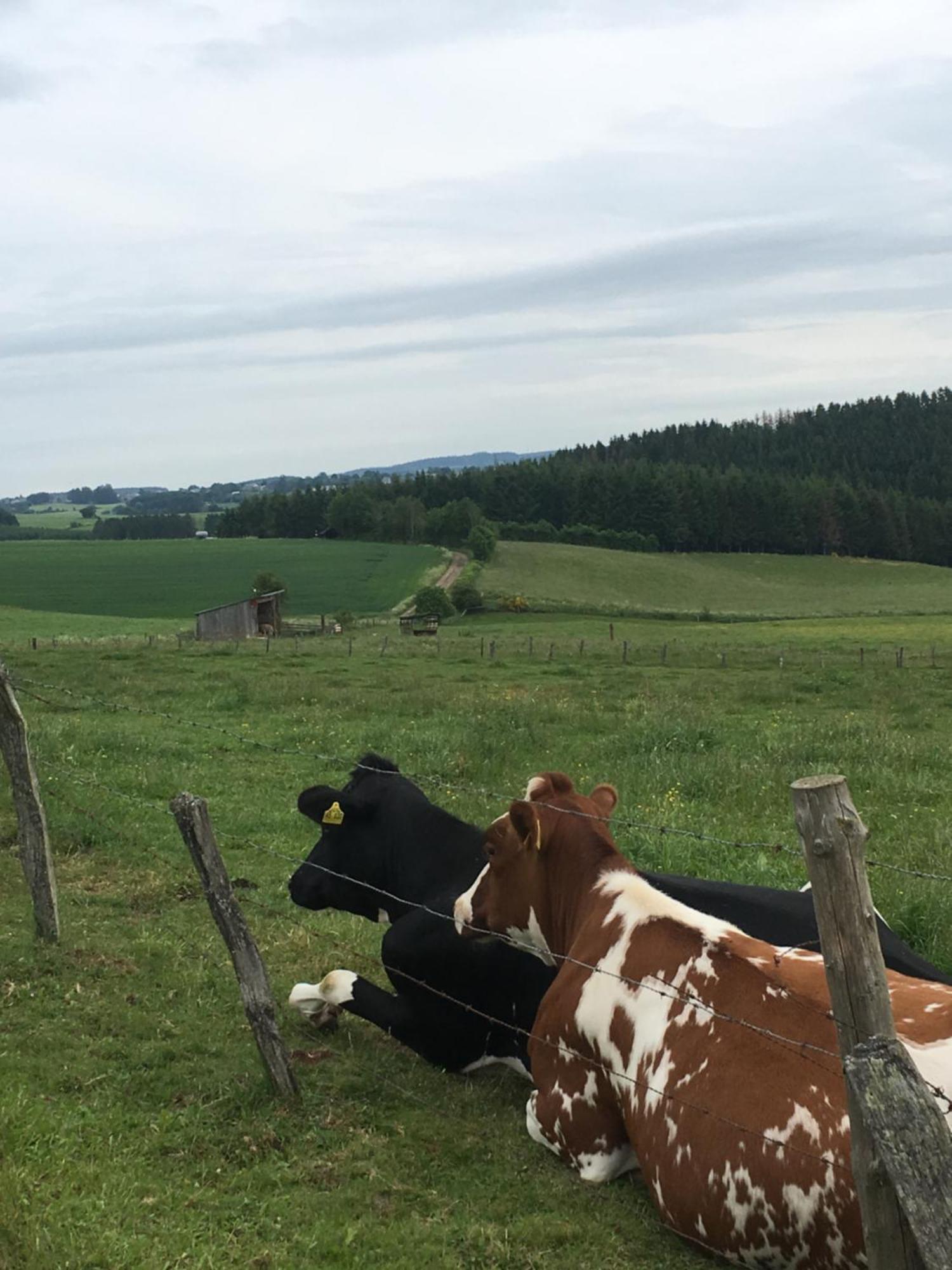 Paulis Cozy 4-Bedroom Vacation Home - With 4 Bathrooms Sun Terrace & Sauna, Nice To Hike & Bike, To Chil & Meet Bullange Zewnętrze zdjęcie